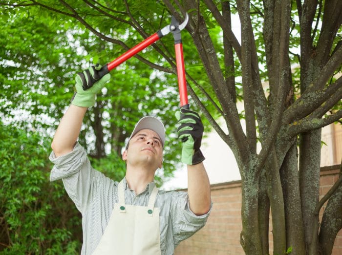 Professional Tree Cutting services